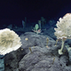 Image courtesy of the NOAA Office of Ocean Exploration and Research, 2017 Laulima O Ka Moana.